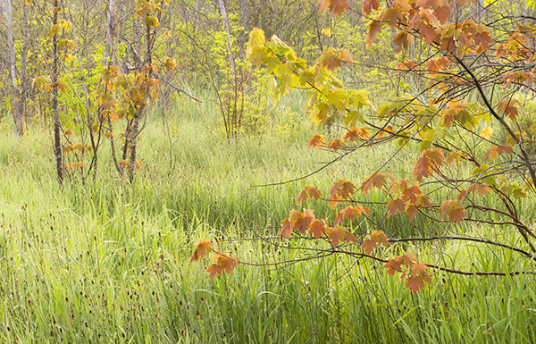 Crane Lake Road Wetlands--June - Bruce Peninsula 2025