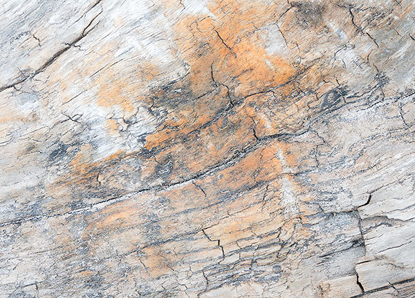 TREES WEEK#33 - 52 WEEKS - AN ENCOUNTER WITH TREES