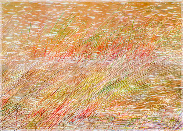 SALT MARSH SEDGES - ACADIA NP - EAST COAST, OCTOBER, 2014