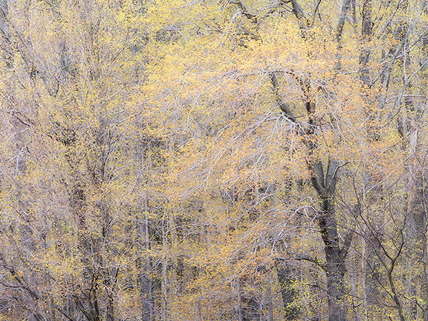 SPRING ROADSIDE #2 - ST WILLIAMS - SPRING