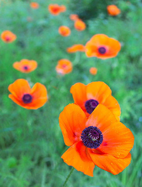 COLOUR -  WEEK #24 - COLOUR - A NEW 52 WEEK PROJECT!!!