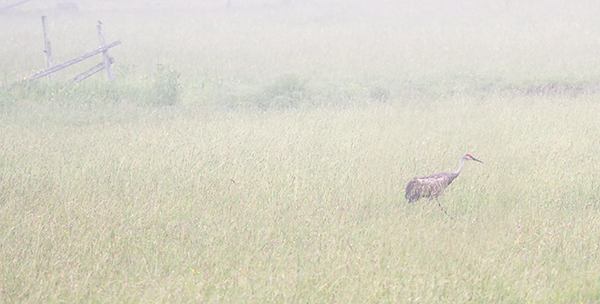 Sandhill Crane in Fog - THE BRUCE, JUNE 2018