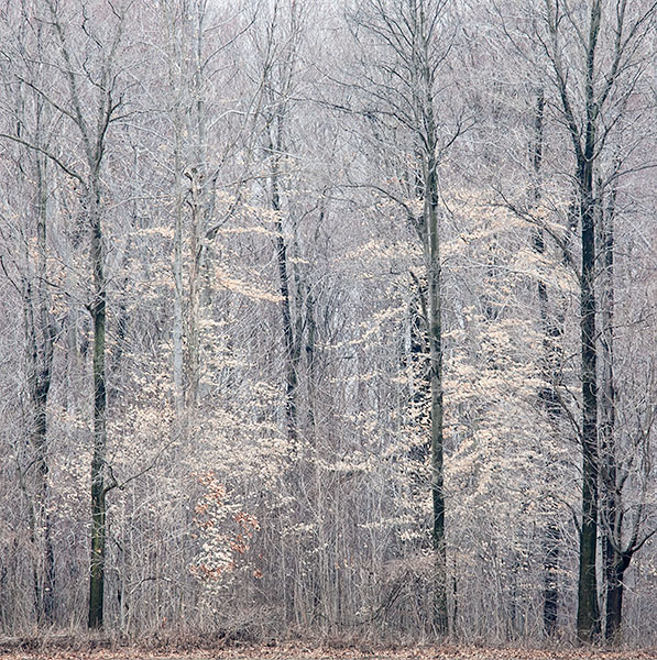MARCH BEECHES - NORFOLK COUNTY - WINTER