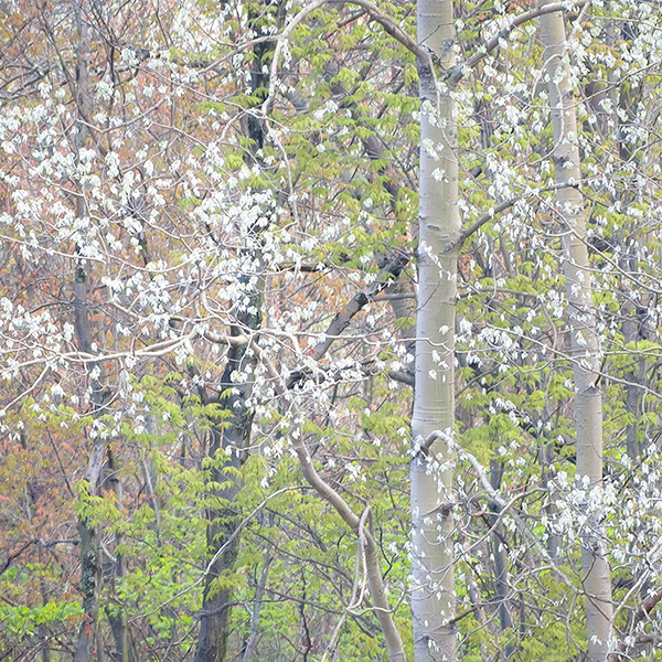 SPRING EDGE - NORFOLK COUNTY - SPRING