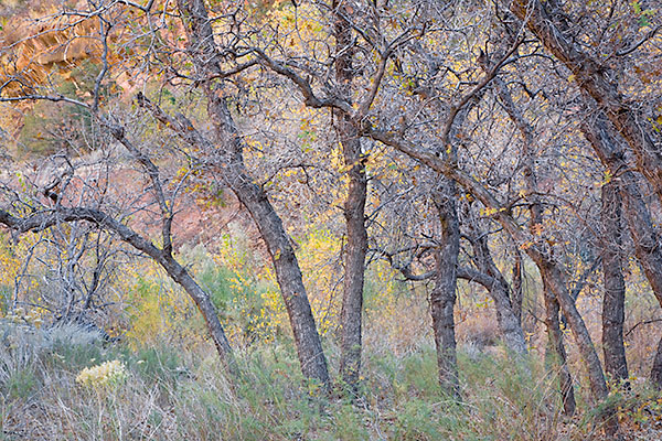 OAK GROVE - ZION NP - SMALLSCAPES
