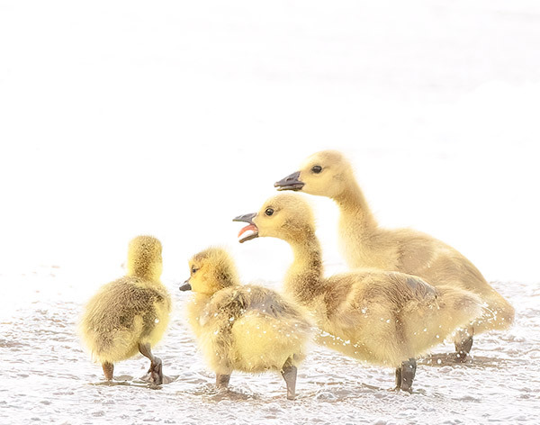 CANADA-GOOSE-GOSLINGS - New Works