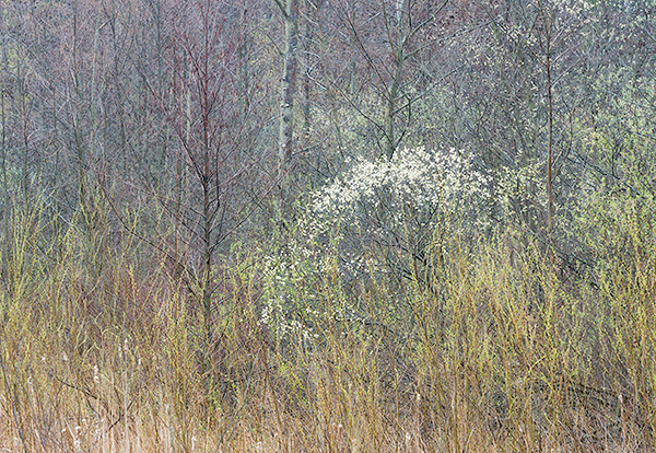 March, 2017 #5 - Norfolk County - SPRING