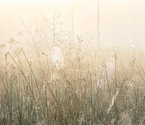 Crane Lake Wetlands #1-October - New Works