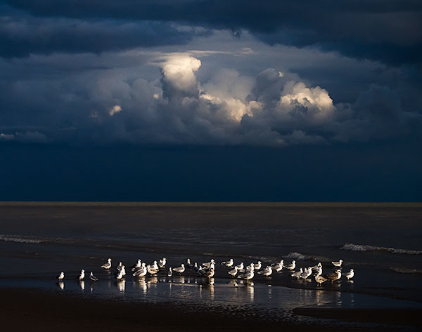 SEPTEMBER GULLS - LONG POINT - BAY & BEACH