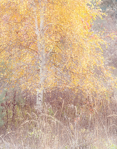 NOVEMBER BIRCH - NORFOLK COUNTY - AUTUMN
