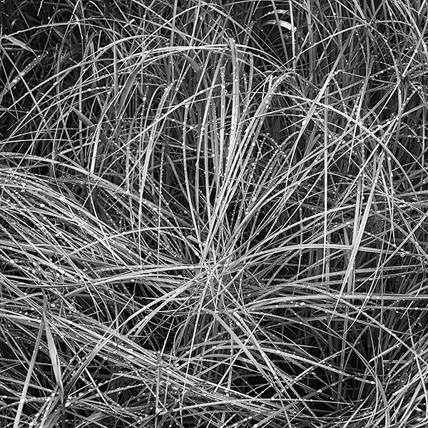 GRASS IN RAIN - BRUCE PENINSULA - BLACK AND WHITE