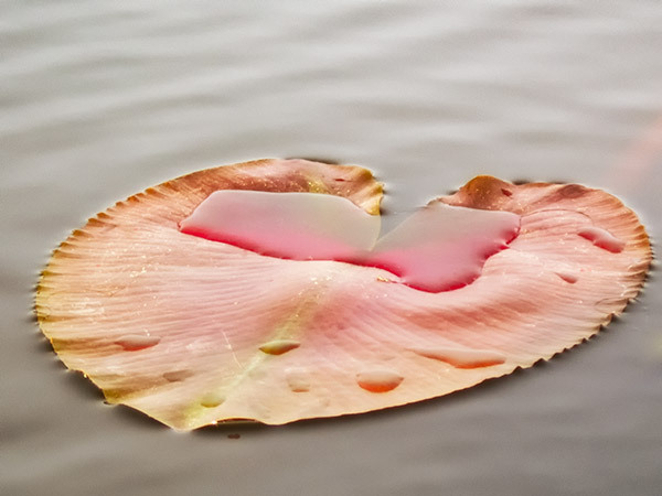 Lily Pad #2--Rankin River System - From My Kayak 2026