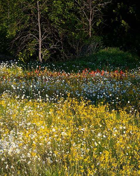 EVENING MEADOW - BRUCE PENINSULA - THE LAND