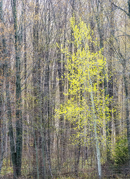 SPRING GREEN - NORFOLK COUNTY - BACKUS WOODS- NORFOLK COUNTY