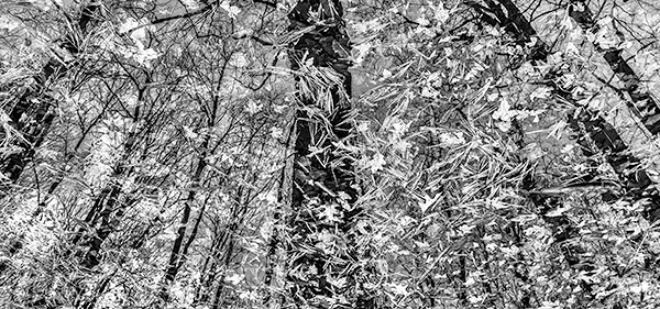 AUTUMN VERNAL POND #2 - NORFOLK COUNTY - B&W - IN THE COUNTRY