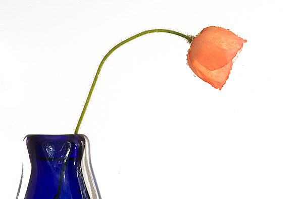 POPPY AND BLUE VASE - FLORAL EXPRESSIONS