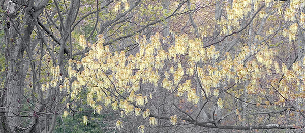 SPRING - BRUCE COUNTY - THEREABOUTS