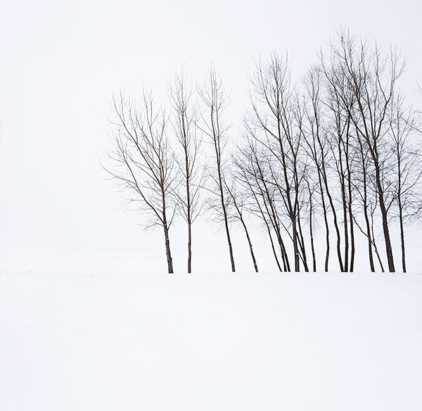FEBRUARY TREES #1 - NORFOLK COUNTY - B&W