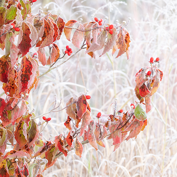 Flowering Dogwood and Frost - THE BUG FARM PROJECT