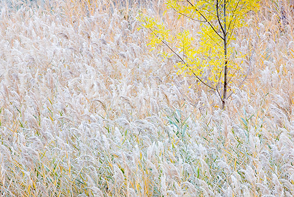 FALL MEADOW - ZION NP - SMALLSCAPES