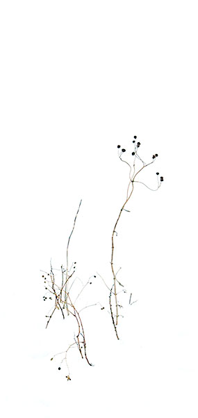 WINTER WEEDS#1 - NORFOLK COUNTY - SMALLSCAPES