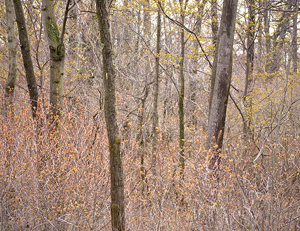 SPRING WOODLAND - RONDEAU PROVINCIAL PARK - THEREABOUTS