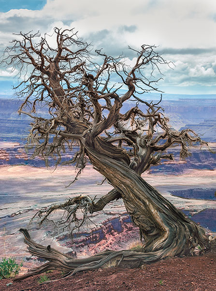 ANCIENT TREE, DEAD HORSE POINT OVERLOOK - UTAH - THE SOUTHWEST 2018