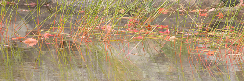 OCTOBER'S EDGE- ACADIA NP, MAINE - EAST COAST, OCTOBER, 2014