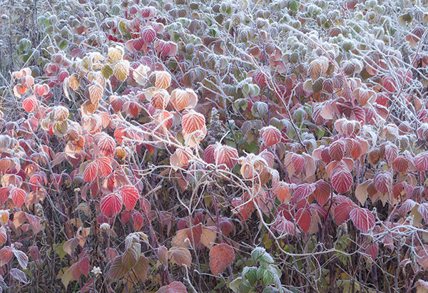 First Frost - THE BUG FARM PROJECT