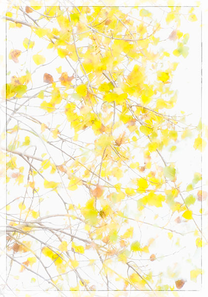 COTTONWOOD IMPRESSION - LONG POINT BEACH - ABSTRACTS & IMPRESSIONS