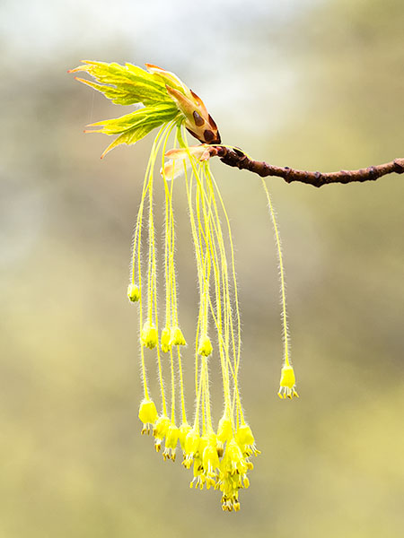 MAPLE FLOWER - NORFOLK COUNTY - SPRING