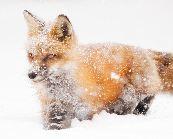 Red Fox In Snow #1 - Foxes of Port Ryerse