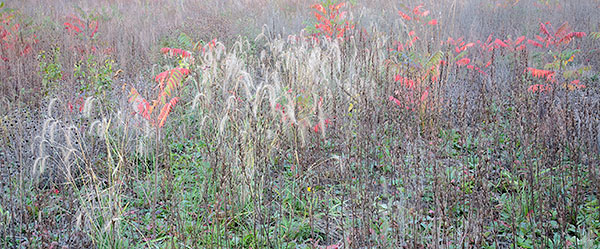 OCTOBER MEADOW #7 - NORFOLK COUNTY - THE MEADOW PROJECT