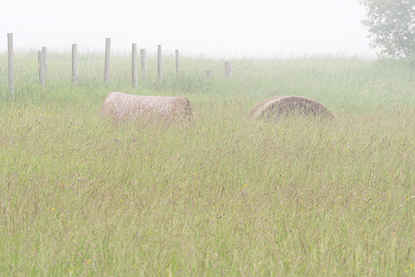 BALES IN FOG - BRUCE PENINSULA - THE BRUCE, JUNE 2018