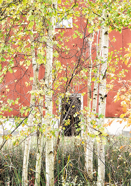 TREES WEEK #41 - 52 WEEKS - AN ENCOUNTER WITH TREES