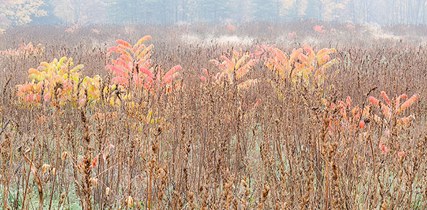 OCTOBER 2012 #5 - NORFOLK COUNTY - THE MEADOW PROJECT
