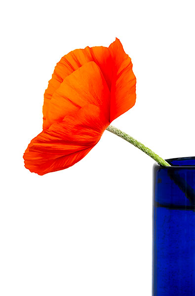 POPPY IN BLUE VASE - PORT RYERSE - FLORAL EXPRESSIONS