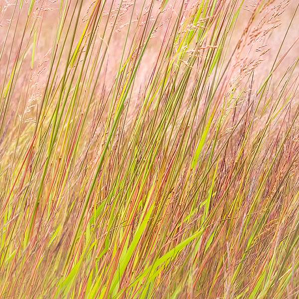 AUGUST GRASSES, 2013 - NORFOLK COUNTY - THE MEADOW PROJECT