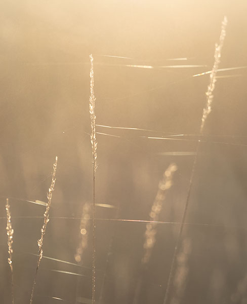 OCTOBER DAWN, WEBS & GRASSES - LARRY'S 2017 TENSET