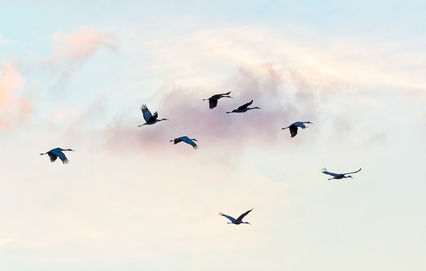 Sandhill Cranes Flying At Dusk - Sandhill Cranes of Norfolk County