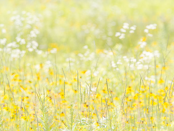 SUMMER MEADOW IMPRESSION , 2017 - NORFOLK COUNTY - SUMMER