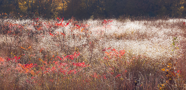 Autumn Meadow Backlit - THE BUG FARM PROJECT