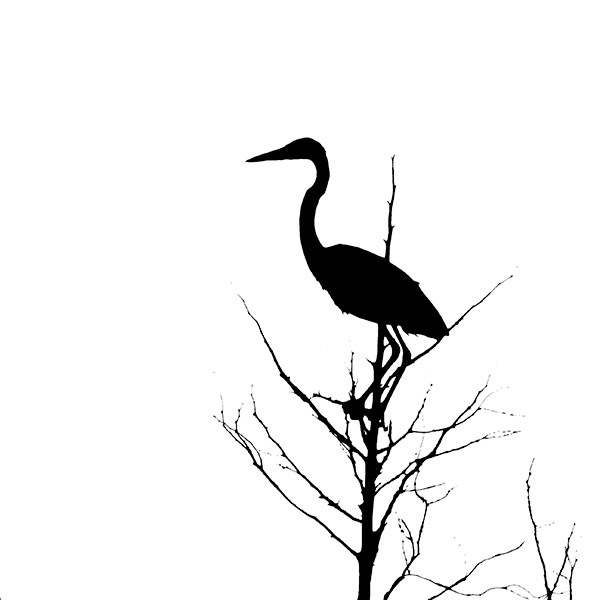 Great Blue Heron Silouette - New Works