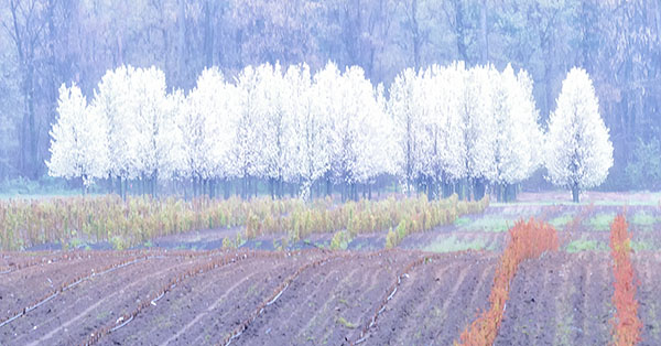 PEAR TREES IN APRIL RAIN - NORFOLK COUNTY - SPRING