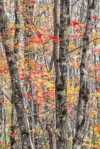 AUTUMN WOODS - ACADIA NP, MAINE - EAST COAST, OCTOBER, 2014