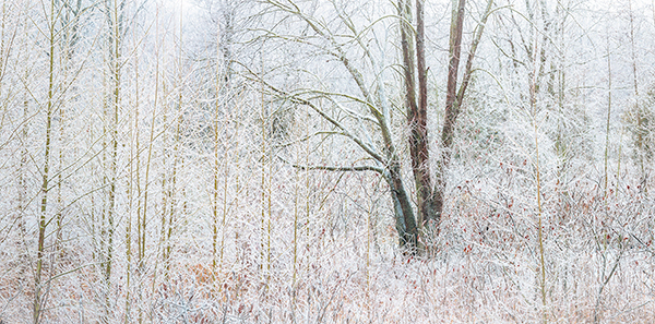 ICED - NORFOLK COUNTY - AT HOME