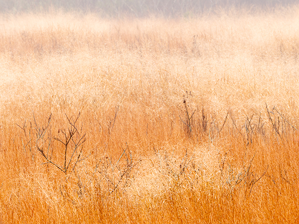 November Meadow--Bug Farm - New Works