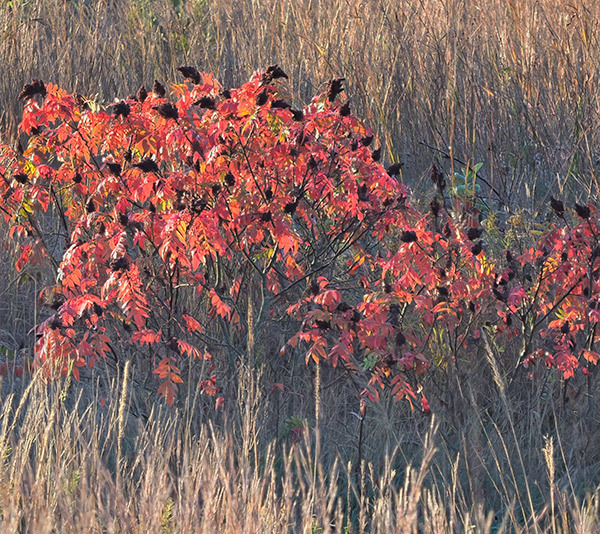 October Frost #4-Bug Farm - New Works