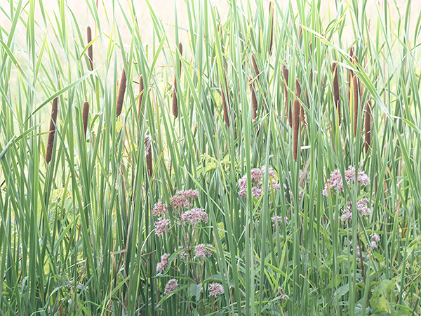 AUGUST ROADSIDE, 2017 - NORFOLK COUNTY - SUMMER