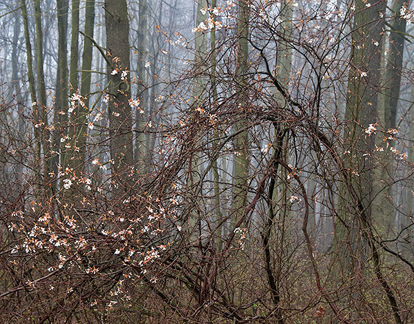 SERVICEBERRY & GRAPE VINE - NORFOLK COUNTY - SPRING